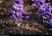 برداشت زعفران در خراسان شمالی