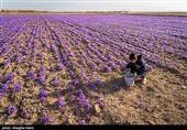 برداشت زعفران در خراسان شمالی