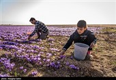 برداشت زعفران در خراسان شمالی