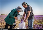 برداشت زعفران در خراسان شمالی