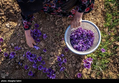 Kuzey Horasan’da Safran Hasadı