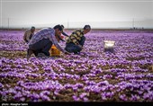 برداشت زعفران در خراسان شمالی