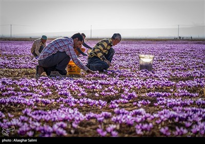 برداشت زعفران در خراسان شمالی