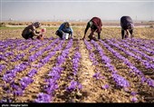 برداشت زعفران در خراسان شمالی