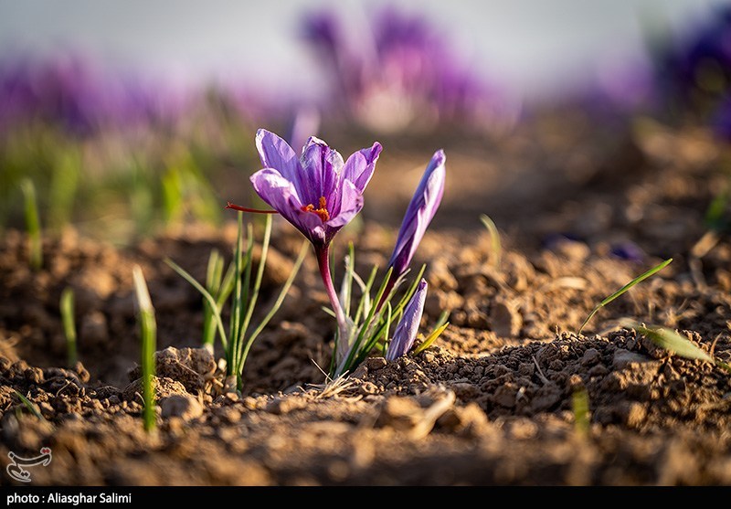 زعفران قائنات به بیش از 50 کشور جهان صادر می‌شود+ فیلم