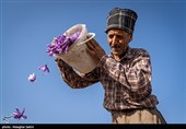 برداشت زعفران در خراسان شمالی