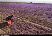 برداشت زعفران در خراسان شمالی