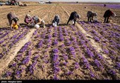 برداشت زعفران در خراسان شمالی