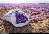 برداشت زعفران در خراسان شمالی