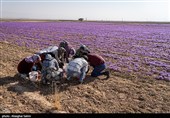 برداشت زعفران در خراسان شمالی