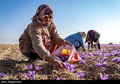 موسم حصاد الزعفران في خراسان الشمالية