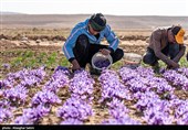 برداشت زعفران در خراسان شمالی