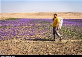 برداشت زعفران در خراسان شمالی