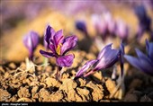 برداشت زعفران در خراسان شمالی