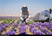 برداشت زعفران در خراسان شمالی