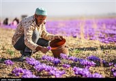 برداشت زعفران در خراسان شمالی