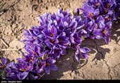برداشت زعفران در خراسان شمالی