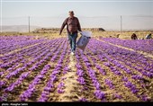 برداشت زعفران در خراسان شمالی