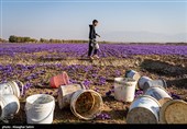 برداشت زعفران در خراسان شمالی