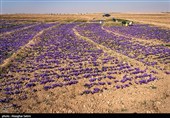 برداشت زعفران در خراسان شمالی