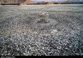 مرگ  هزاران ماهی‌ در بند عبدل‌آباد بجنورد