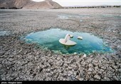 مرگ  هزاران ماهی‌ در بند عبدل‌آباد بجنورد