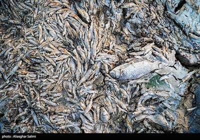 مرگ  هزاران ماهی‌ در بند عبدل‌آباد بجنورد