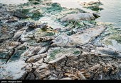 مرگ  هزاران ماهی‌ در بند عبدل‌آباد بجنورد