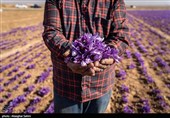 Сбор урожая шафрана в Иране