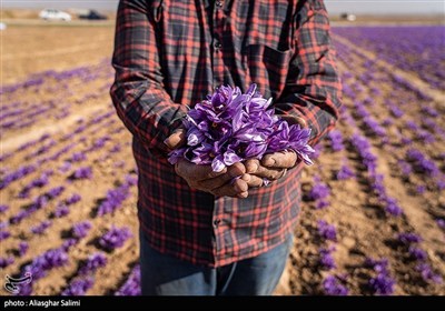 Сбор урожая шафрана в Иране