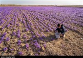 Сбор урожая шафрана в Иране