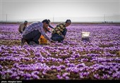 Сбор урожая шафрана в Иране