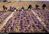 Сбор урожая шафрана в Иране