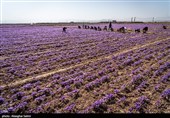 Сбор урожая шафрана в Иране