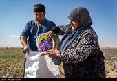 Сбор урожая шафрана в Иране