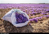 Сбор урожая шафрана в Иране