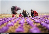 Сбор урожая шафрана в Иране