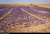 Сбор урожая шафрана в Иране