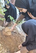 پویش مردمی درختکاری به مناسبت روز دانش‌آموز در مدارس لرستان