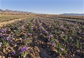 مزارع زعفران گناباد نیازمند 600 تانکر آب فوری است