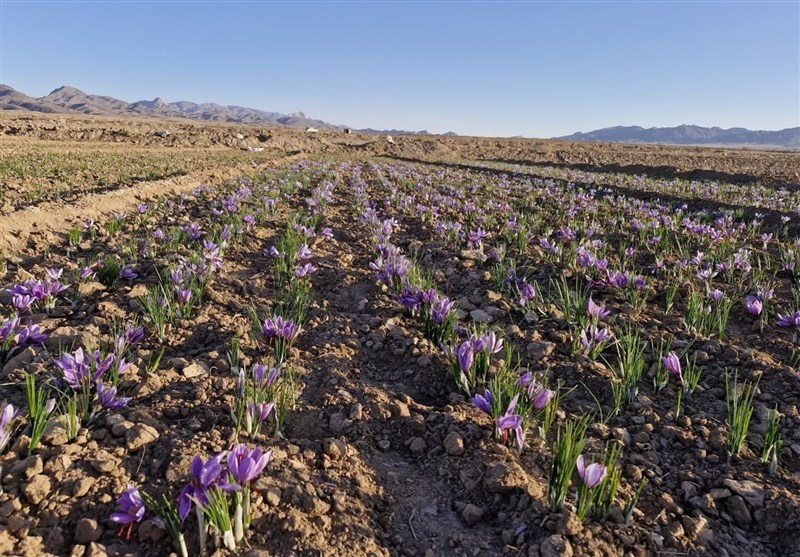 مزارع زعفران گناباد نیازمند 600 تانکر آب فوری است