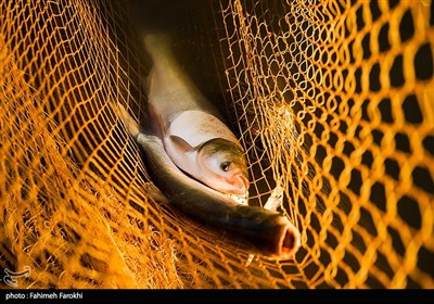 فرآیند پرورش ماهی در این استخرها به این گونه است که بچه ماهی‌ها با وزن تقریبی ۱۰۰ گرم در اوایل فروردین رهاسازی و در مهرماه با وزن تقریبی یک کیلوگرم برداشت می‌شوند.
