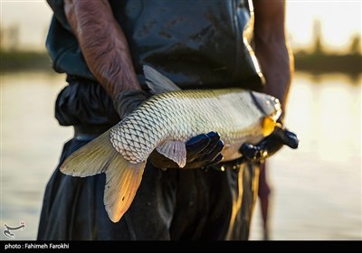 فرآیند پرورش ماهی در این استخرها به این گونه است که بچه ماهی‌ها با وزن تقریبی ۱۰۰ گرم در اوایل فروردین رهاسازی و در مهرماه با وزن تقریبی یک کیلوگرم برداشت می‌شوند.
