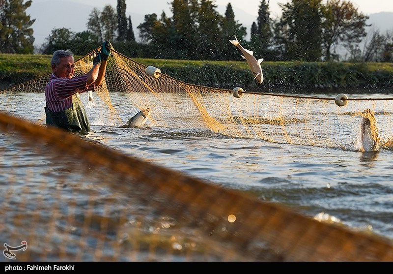 هستهای در کشاورزی ــ ۵۲ | «آب سالمتر» در استخرهای پرورش ماهی، با فناوری هستهای