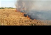 سکوت در برابر تخلفات زیست‌محیطی‌/ افزایش نگران‌کننده سوزاندن بقایای کشاورزی‌