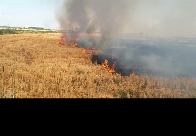 سکوت در برابر تخلفات زیست‌محیطی‌/ افزایش نگران‌کننده سوزاندن بقایای کشاورزی‌