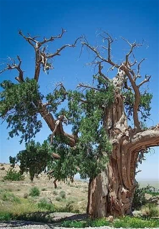 اخبار استان خراسان جنوبی , میراث فرهنگی , 