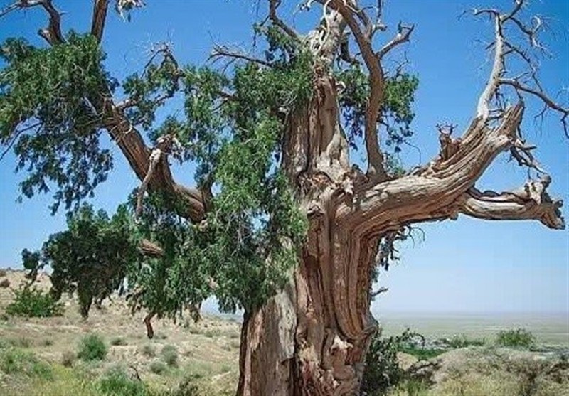 سروهای کهن اسفاد؛ حافظان هزارساله حیات در زیرکوه خراسان جنوبی