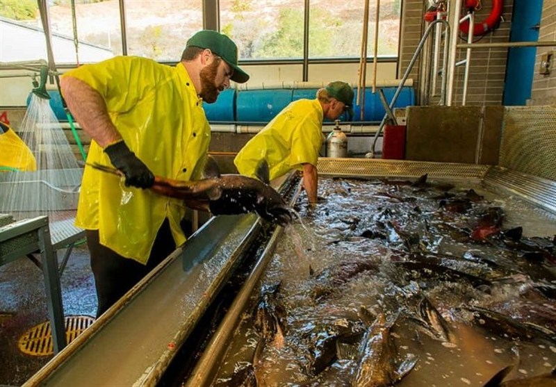 ایجاد بیش از 2600 فرصت شغلی مستقیم در حوزه شیلات قشم