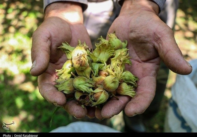 فندق گیلان در سایه غفلت مدیریتی؛ قطب تولید کشور بدون ایستگاه تحقیقاتی فعال